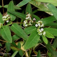 Euphorbia indica Lam.Jean Bélan..euphorbiaceae.amphinaturalisé.jpeg